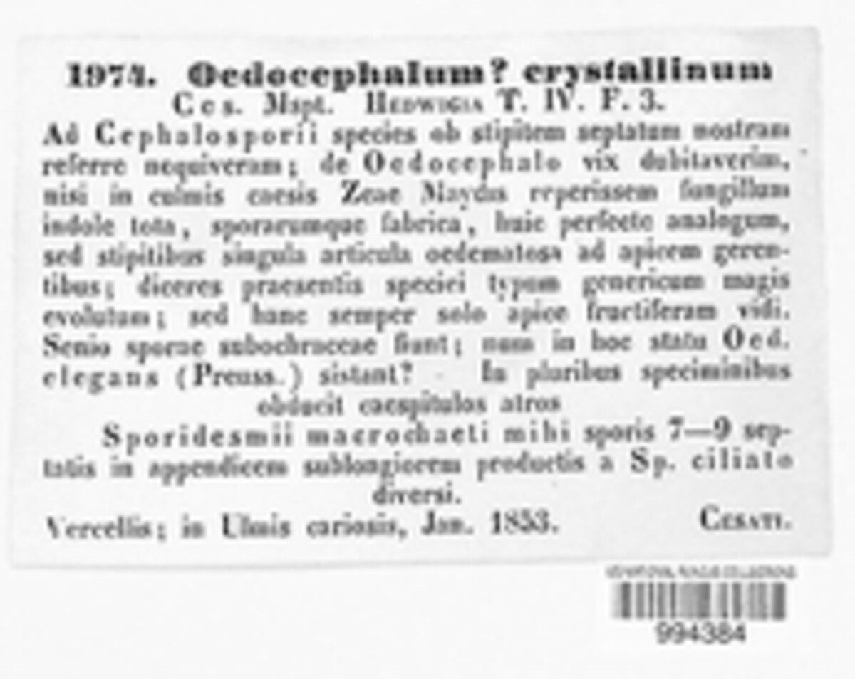 Oedocephalum crystallinum image